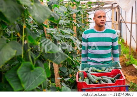 Horticulturist carrying handcart with crop of cucumbers in greenhouse Horticulturist carrying handcart with crop of cucumbers in greenhouse 118740663