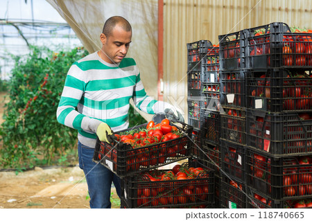 Latin american farmer arranging boxes with tomatoes in greenhouse Latin american farmer arranging boxes with tomatoes in greenhouse 118740665