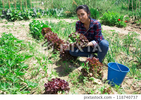 Portrait of an happy woman with ripe lettuce in garden 118740737