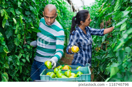Farmer couple working in greenhouse in summer day, harvesting fresh tomatoes Farmer couple working in greenhouse in summer day, harvesting fresh tomatoes 118740796