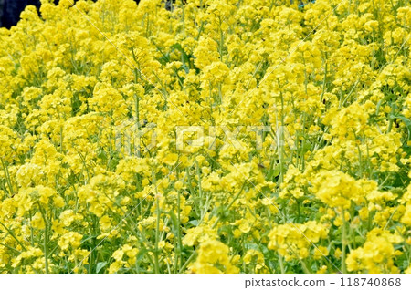 Rapeseed field Rapeseed field 118740868