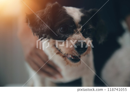 At a modern veterinary clinic, a Panshi Tzu puppy sits on an examination table. Meanwhile, a female veterinarian assesses the health At a modern veterinary clinic, a Panshi Tzu puppy sits on an examination table. Meanwhile, a female veterinarian assesses the health 118741055