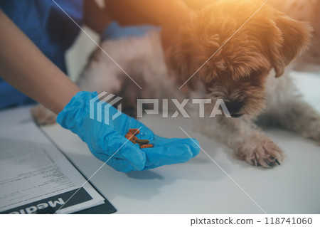At a modern veterinary clinic, a Panshi Tzu puppy sits on an examination table. Meanwhile, a female veterinarian assesses the health At a modern veterinary clinic, a Panshi Tzu puppy sits on an examination table. Meanwhile, a female veterinarian assesses the health 118741060