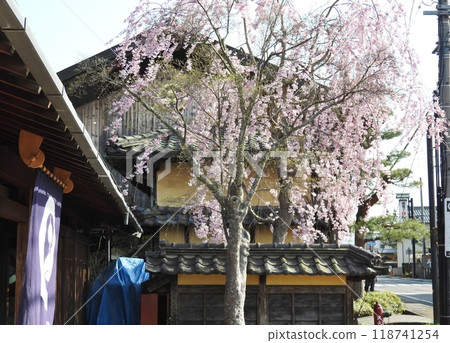 Cherry blossoms in Obuse Town, a town closely connected to Katsushika Hokusai Cherry blossoms in Obuse Town, a town closely connected to Katsushika Hokusai 118741254