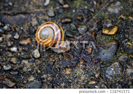 Snail on wet ground 118741571