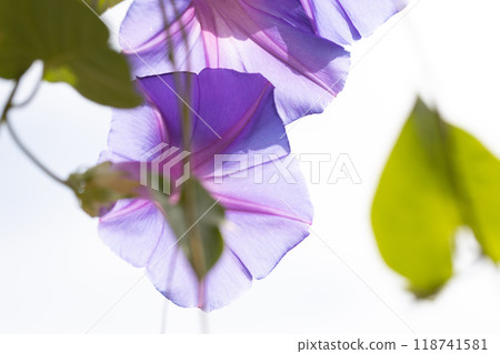 Morning Morning 118741581