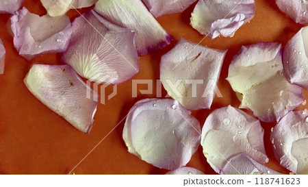 White rose petals in water on orange background. White rose petals float in water. Concept of wedding, love, romance, spa, wellness and cosmetics 118741623