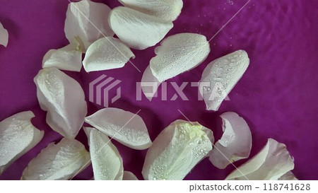 White rose petals move in the water. Raindrops fall on white rose petals. The concept of cosmetics, wellness, spa and self-care. 118741628