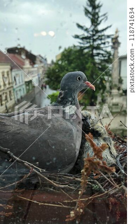 View of a dove with squabs. The chicks are two days old and the dove is warming them with its own body. Pigeon nest on the windowsill. Pigeon life in the city 118741634