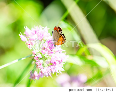 秋天的花壇風景：黑貝母蝴蝶來吸花蜜 118741691