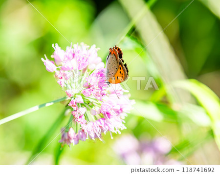 秋天的花壇風景：黑貝母蝴蝶來吸花蜜 118741692