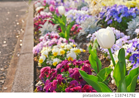 Colorful flower garden at your feet Colorful flower garden at your feet 118741792