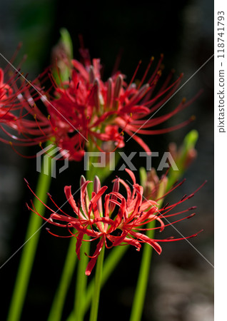 Cluster amaryllis Cluster amaryllis 118741793