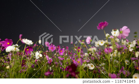 Cosmos floating in the starry sky Cosmos floating in the starry sky 118741845