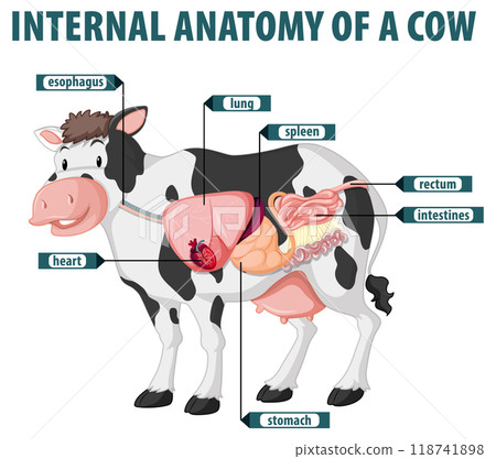 Internal Anatomy of a Cow 118741898