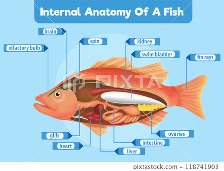 Internal Anatomy of a Fish 118741903