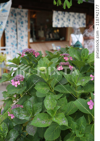 京都寺町路邊的繡球花 118742177