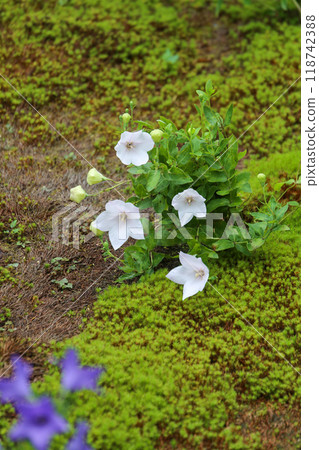 風鈴草盛開的花園 118742388