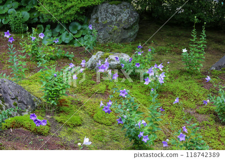 A garden filled with bellflowers A garden filled with bellflowers 118742389