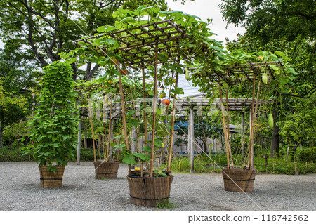 Tokyo Metropolitan Garden, Mukojima Hyakkaen, Early Autumn, Vine Shelf (Gourd, Loofah, Snake Gourd), Nationally Designated Place of Scenic Beauty Tokyo Metropolitan Garden, Mukojima Hyakkaen, Early Autumn, Vine Shelf (Gourd, Loofah, Snake Gourd), Nationally Designated Place of Scenic Beauty 118742562