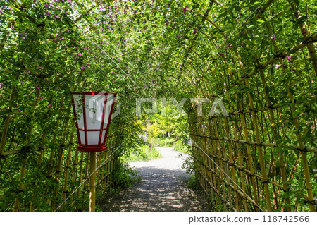 Tokyo Metropolitan Garden, Mukojima Hyakkaen, Early Autumn, Hagi Tunnel, Nationally Designated Place of Scenic Beauty Tokyo Metropolitan Garden, Mukojima Hyakkaen, Early Autumn, Hagi Tunnel, Nationally Designated Place of Scenic Beauty 118742566