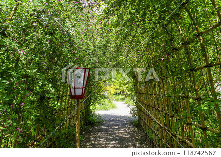 都立花園、向島百花園、初秋、萩隧道、國家指定名勝 都立花園、向島百花園、初秋、萩隧道、國家指定名勝 118742567