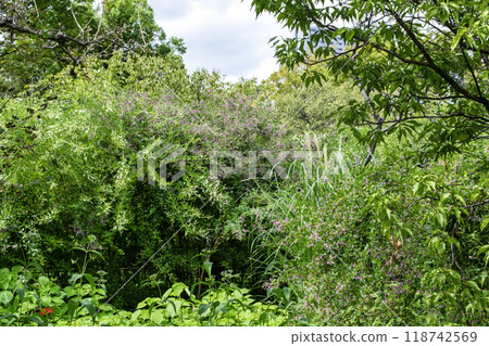 Tokyo Metropolitan Garden, Mukojima Hyakkaen, Early Autumn, Hagi Tunnel, Nationally Designated Place of Scenic Beauty Tokyo Metropolitan Garden, Mukojima Hyakkaen, Early Autumn, Hagi Tunnel, Nationally Designated Place of Scenic Beauty 118742569