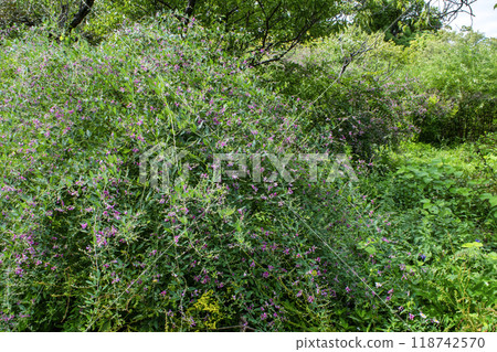 Tokyo Metropolitan Garden, Mukojima Hyakkaen, Early Autumn, Hagi Tunnel, Nationally Designated Place of Scenic Beauty Tokyo Metropolitan Garden, Mukojima Hyakkaen, Early Autumn, Hagi Tunnel, Nationally Designated Place of Scenic Beauty 118742570