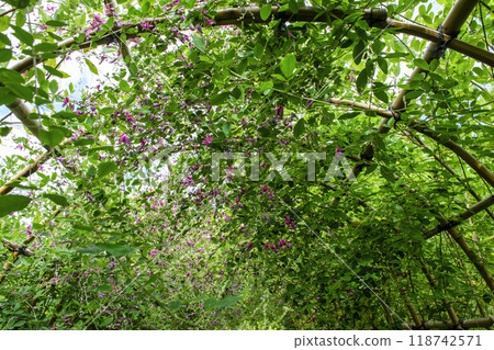 都立花園、向島百花園、初秋、萩隧道、國家指定名勝 118742571