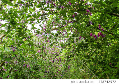 Tokyo Metropolitan Garden, Mukojima Hyakkaen, Early Autumn, Hagi Tunnel, Nationally Designated Place of Scenic Beauty 118742572