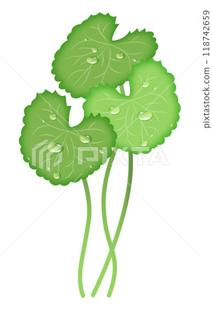 Vector illustration of Centella asiatica with water drops Vector illustration of Centella asiatica with water drops 118742659
