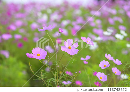 Cosmos in full bloom Cosmos in full bloom 118742852
