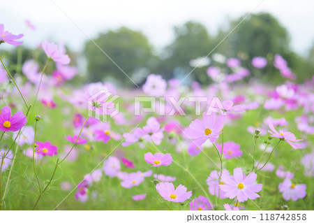 Cosmos in full bloom (soft tones taken with an old lens) 118742858