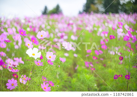 盛開的波斯菊（舊鏡頭柔和色調） 118742861