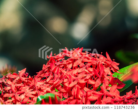 桑坦卡花盛開鮮紅的熱帶植物 118743236