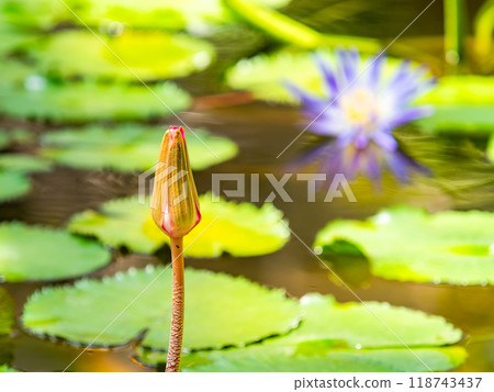 色彩繽紛、美麗的熱帶睡蓮花 118743437