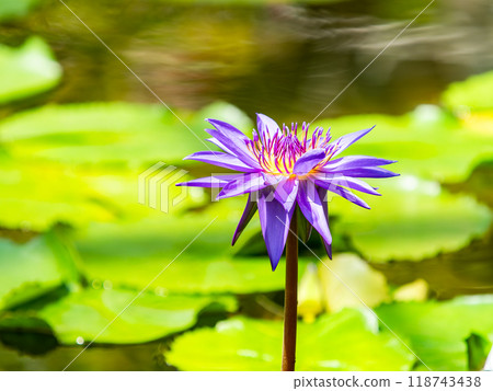 Colorful and beautiful tropical water lily flowers 118743438