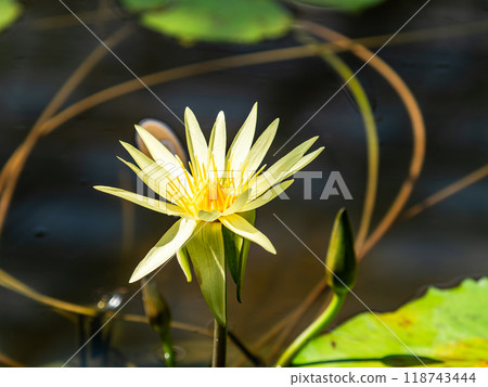 Colorful and beautiful tropical water lily flowers 118743444