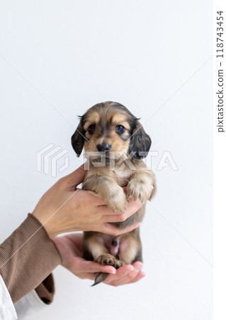 kaninhen 臘腸犬 小狗 118743454