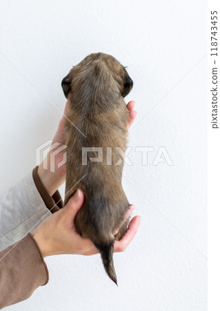 kaninhen 臘腸犬 小狗 118743455