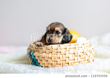 Caninhen 臘腸犬小狗關在籠子裡 118743456