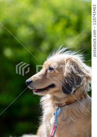 Dachshund to take a walk in the park Dachshund to take a walk in the park 118743463