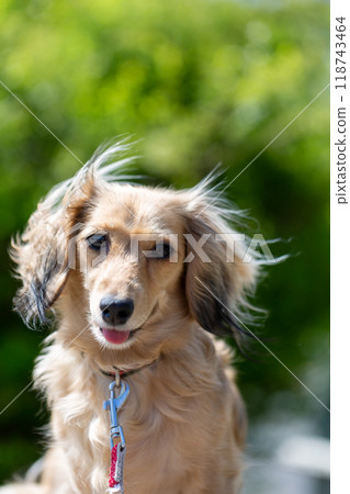 臘腸犬在公園散步 臘腸犬在公園散步 118743464