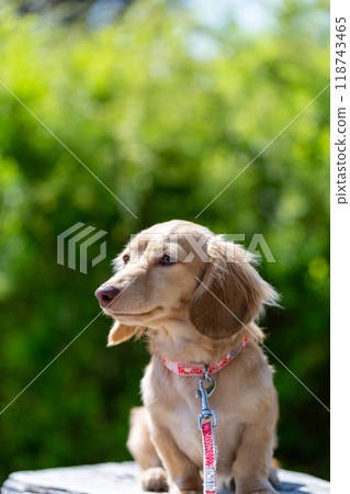 Dachshund to take a walk in the park Dachshund to take a walk in the park 118743465