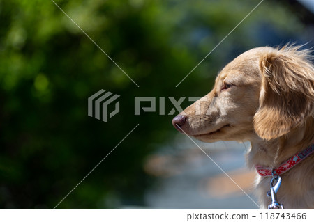 臘腸犬在公園散步 118743466