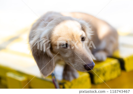 臘腸犬在公園散步 臘腸犬在公園散步 118743467