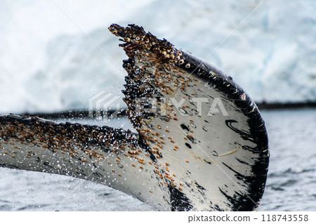 Tail of a humpback whale in the Antarctic 118743558
