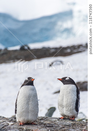 Gentoo Penguin Colony at Sierra Cove 118743560
