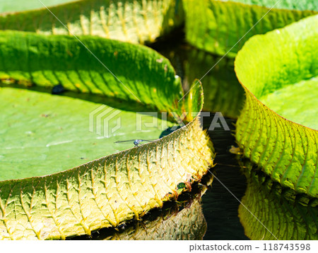 Water lilies and dragonflies floating on the vivid green water surface 118743598