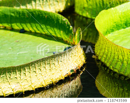 Water lilies and dragonflies floating on the vivid green water surface 118743599